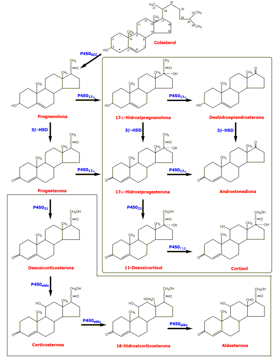 Vías de biosíntesis de corticosteroides